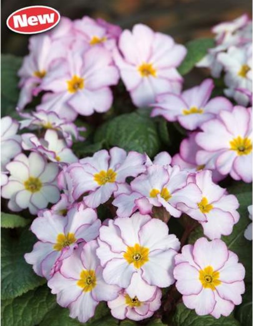 Primula Antique Fairydust (1510)
